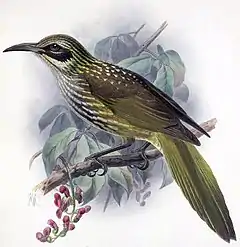 Description de l'image Chaetoptila angustipluma.jpg.