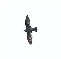 Description de l'image Chaetura spinicaudus - Band-rumped Swift.jpg.