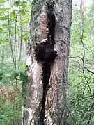 Vue générale d'un arbre colonisé.