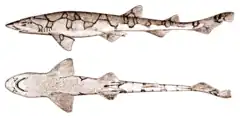 Description de l'image Chain_catshark.png.