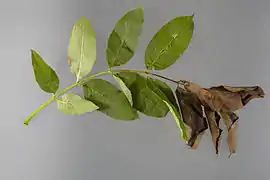 Symptômes foliaires