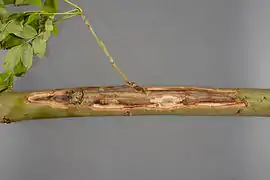 lésion linéaire le long d'une branche