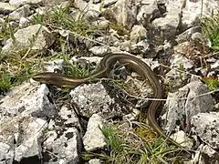 Description de l'image Chalcides chalcides Italy 3.jpg.