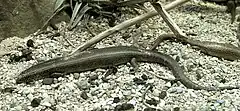 Description de l'image Chalcides ocellatus MNHN.jpg.