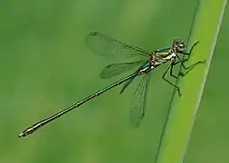 Chalcolestes viridis (Lestoidea)