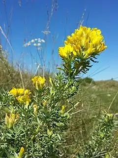 Description de l'image Chamaecytisus austriacus sl9.jpg.