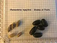 Fruits et Graines du Chamaedorea tepejilote