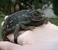 Caméléon commun en noir après avoir été effrayé par un chien.