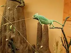 Un caméléon.