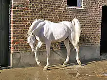 Photo de cheval gris
