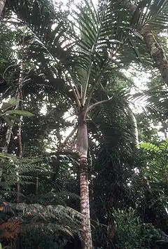 Palmier dans son environnement naturel, une forêt épaisse de type tropical.
