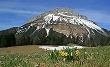 Prairie alpine couverte au premier plan de fleurs jaunes et d'autres bleutées et une montagne avec des falaises en arrière-plan.