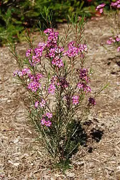 Description de l'image Chamelaucium uncinatum in flower.JPG.