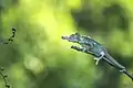 Le caméléon projette sa langue vers la proie.