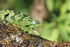 Description de l'image Chameleon (16140868967).jpg.