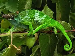 Description de l'image Chameleon - Tanzania - Usambara Mountains.jpg.