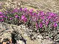 Epilobium latifolium (syn. Chamerion latidolium) près du cimetière d'Upernavik