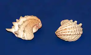 Arcinella arcinella