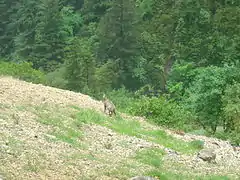 Chamois dans la combe de l'Aubaise.