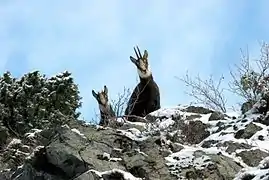 Chamois