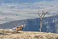 Chamois au bord du cirque