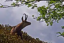 Chamois au printemps