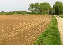 Champ caillouteux d'origine morainique à Grenay