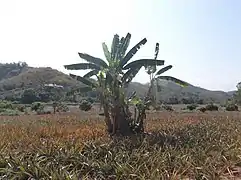 Champs d'ananas au Nord de la Thaïlande