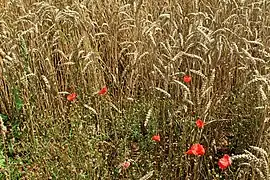 Coquelicots en bordure d'un champ de blé