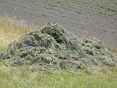 Champ de lavande à Brette.