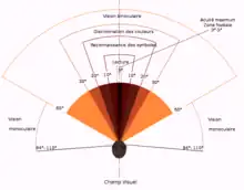 Les différentes zones du champ visuel