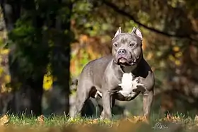 American Bully