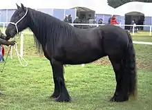 Cheval noir, vu de profil, tenu en main