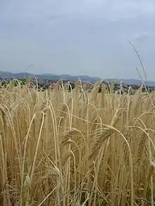 Une parcelle d'orge bio cultivée à Soucieux-en-Jarrest (69) par la Ferme-Brasserie.