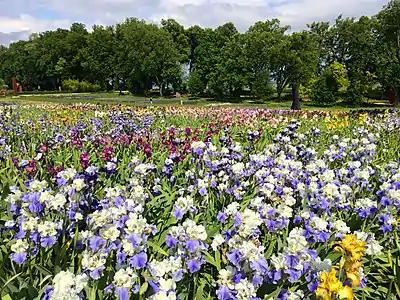 Le champ d'iris dans les jardins du château de Vullierens.