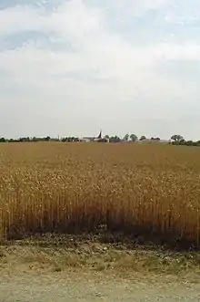 Champs de blé au Fief-Sauvin.