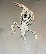 Squelette de Champsosaurus.