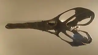 Crâne cordiforme de Champsosaurus laramiensis.