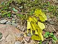 Eurema simulatrix (Pieridae)