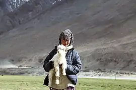 Femme de la tribu nomade des Changpas et chèvre pashmina.