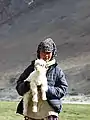 Nomade changpa au Ladakh avec une chèvre pashmina