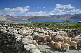 Troupeau de chèvres Pashmina dans la région du Ladakh.
