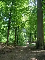 La forêt de Chantilly du côté de Coye-la-Forêt.