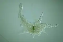 Chaos carolinense (Amoebozoa), amibe géante.