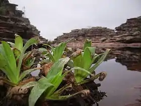 Morro do Chapéu