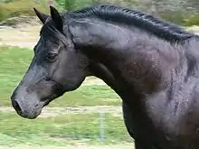 Vue en couleur d'une tête de cheval noir, de profil.