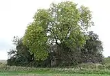 Chapelle Sainte-Barbe avec un arbre sur un terris d'une exploitation minière