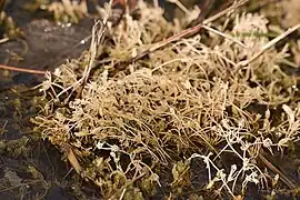 Herbiers à characées au marais de Bresles