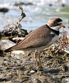 Description de l'image Charadrius semipalmatus1.jpg.