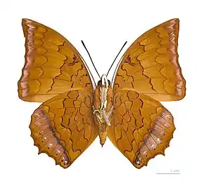 Charaxes -  Charaxes distanti ♂ △